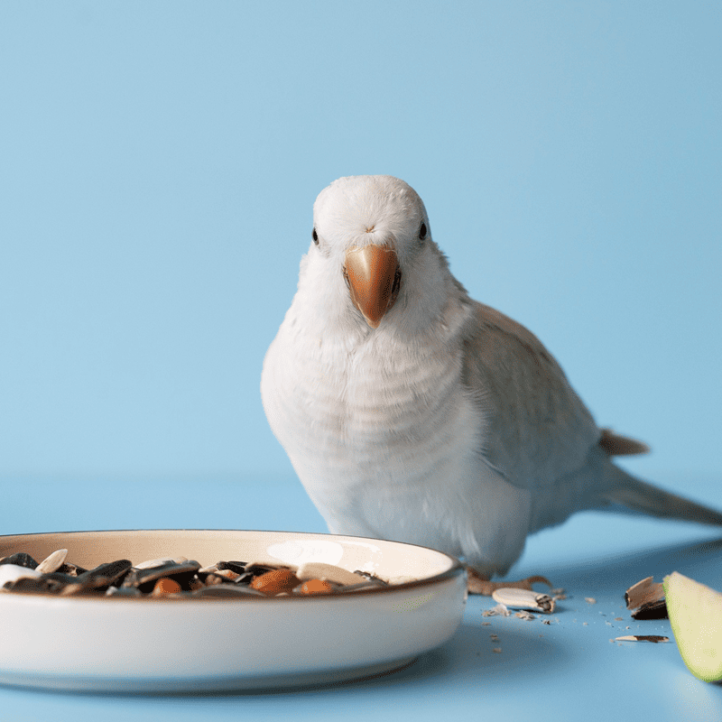Fresh Seed Budgie Mix (500g)