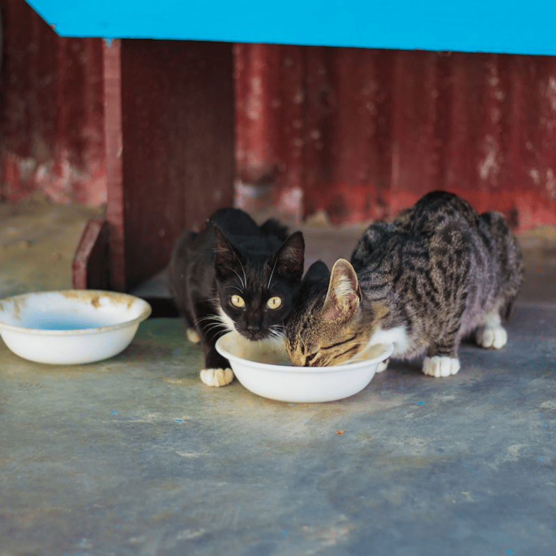 Grain-Free Duck & Turkey Cat Food (3kg)