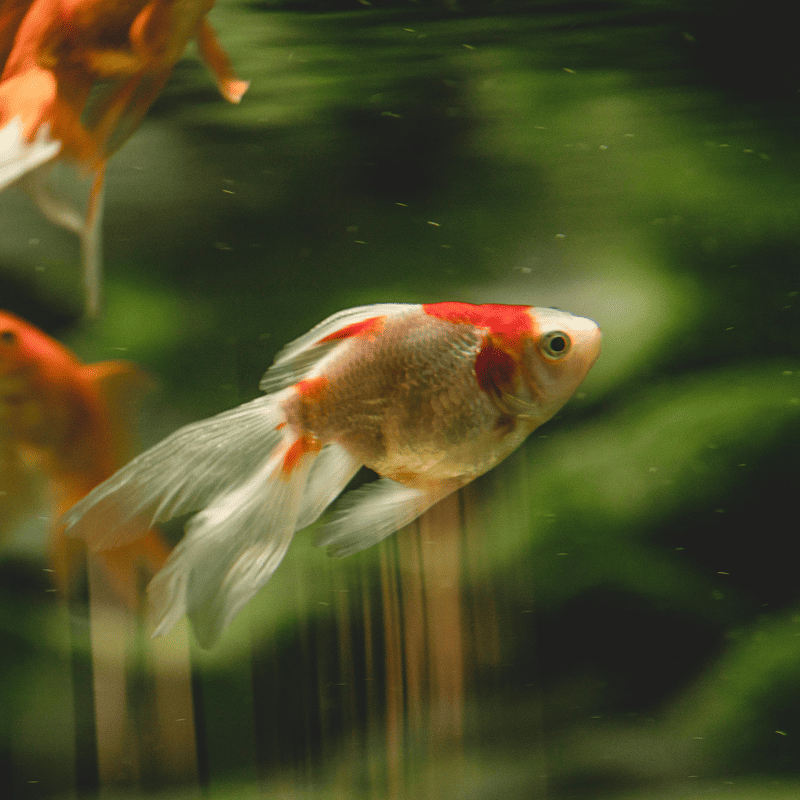 Goldfish Floating Pellets (500g)