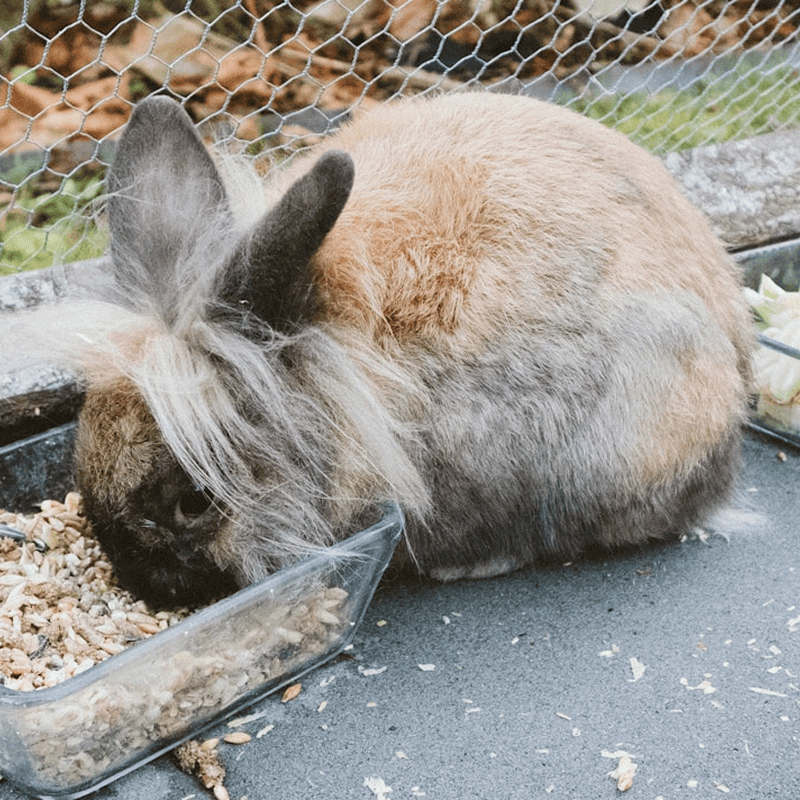 Natural Rabbit Pellets (2kg)