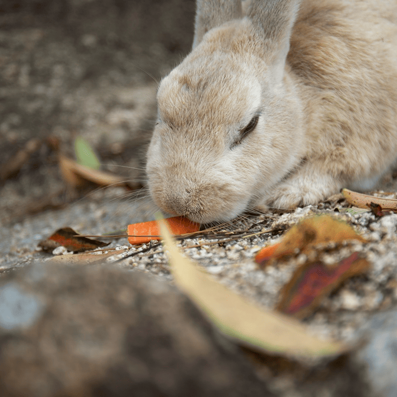 Natural Rabbit Pellets (2kg)