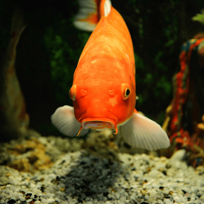 Goldfish Floating Pellets (500g)