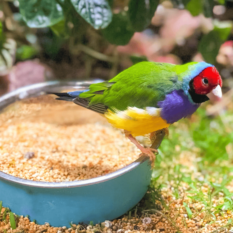 Fresh Seed Budgie Mix (500g)