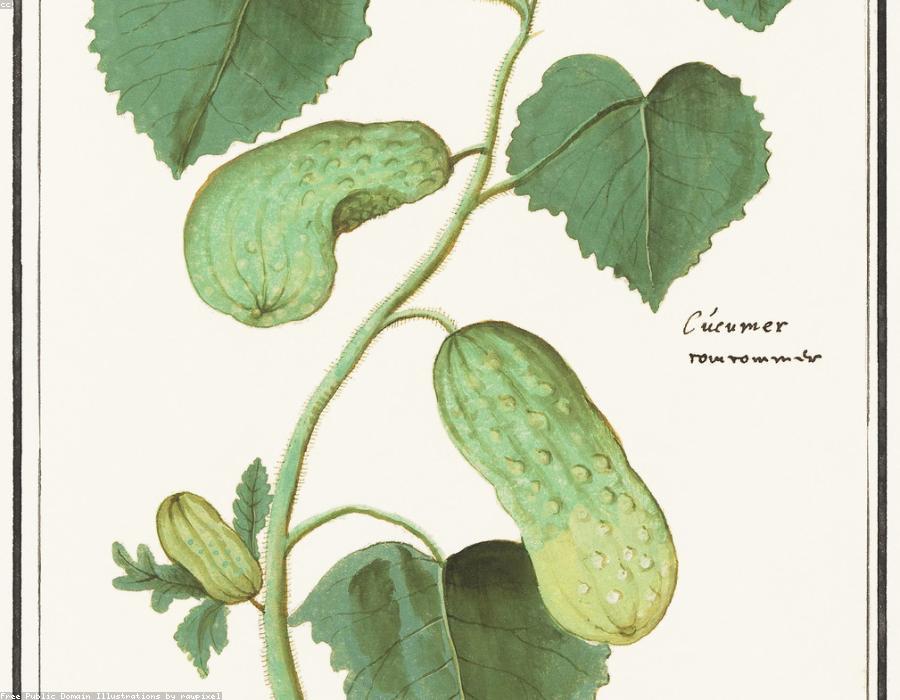 Fresh Cucumber