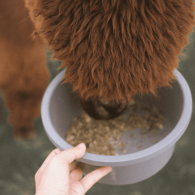 Petrashop Energy Boost Horse Pellets (20kg)