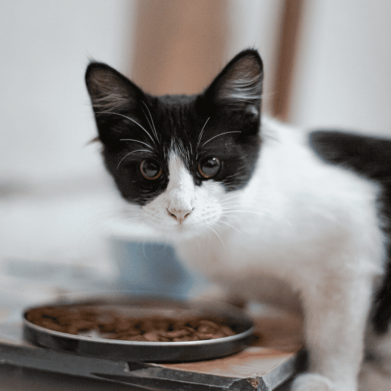 Grain-Free Duck & Turkey Cat Food (3kg)