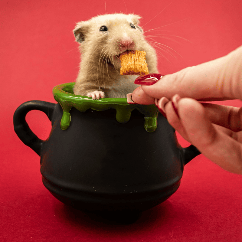 Complete Hamster Mix (500g)