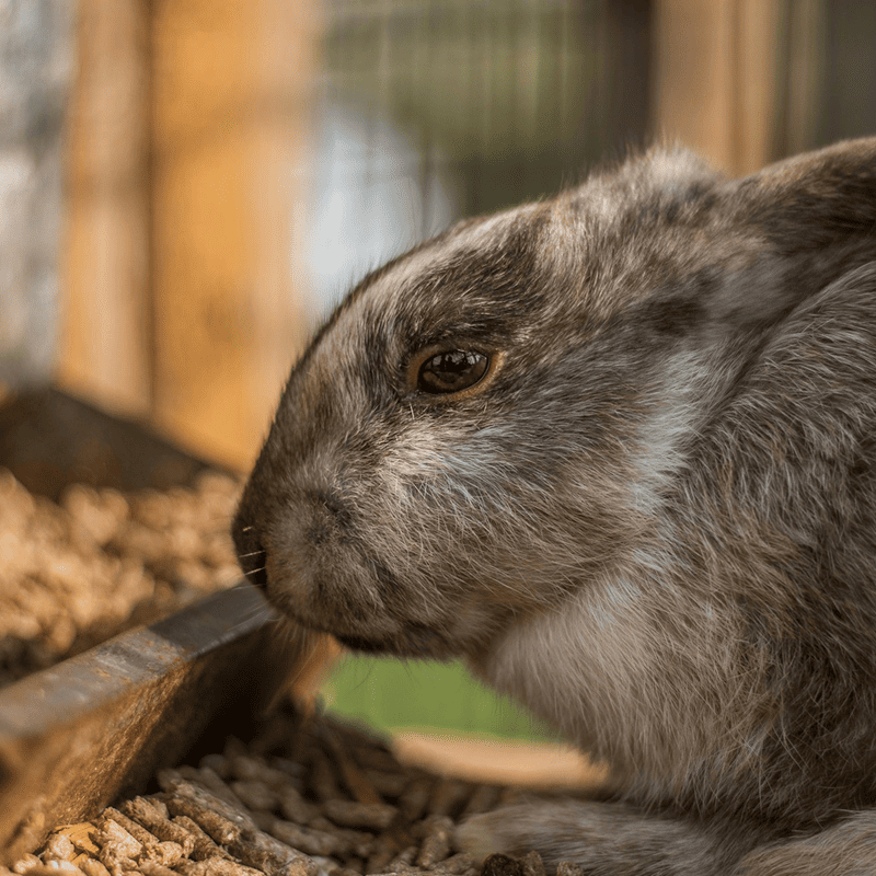 Natural Rabbit Pellets (2kg)