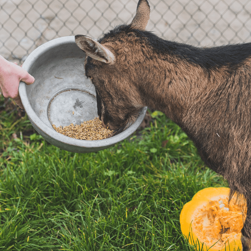 Petrashop Energy Boost Horse Pellets (20kg)