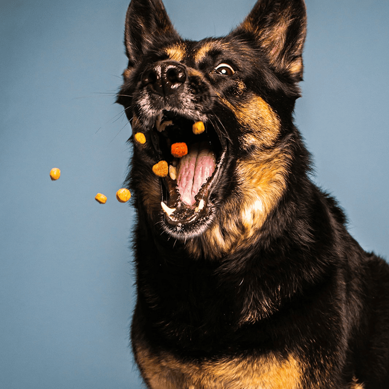 Grain-Free Salmon Recipe Dog Food