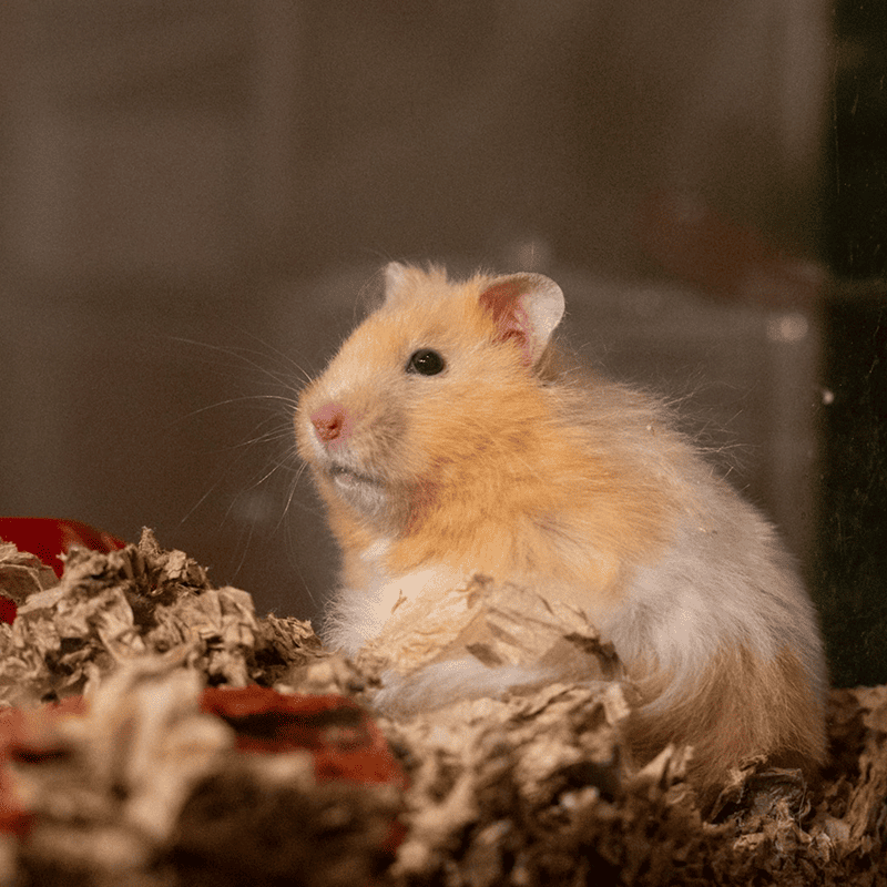 Complete Hamster Mix (500g)