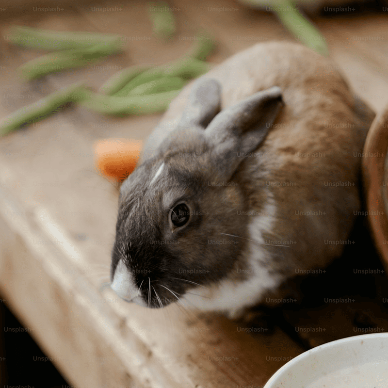 Vitamin-C Guinea Pig Pellets (1kg)