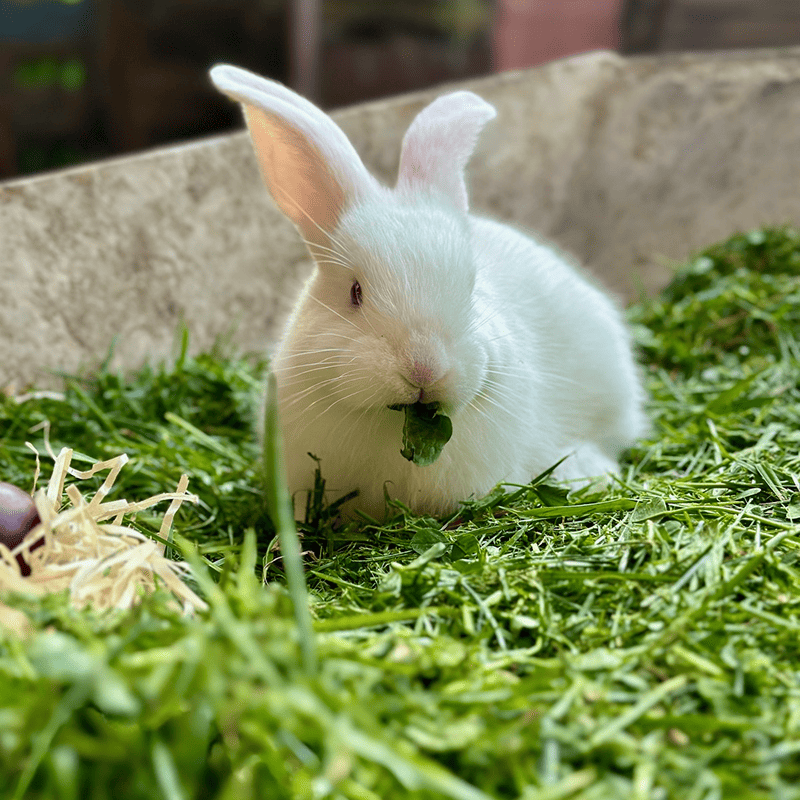 Fresh Meadow Hay (1kg)
