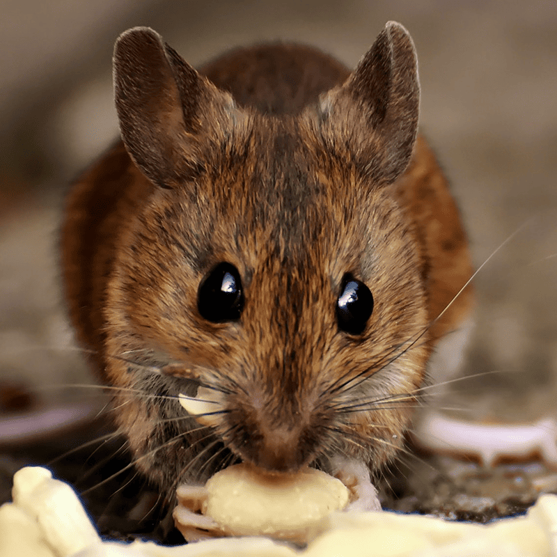Complete Hamster Mix (500g)