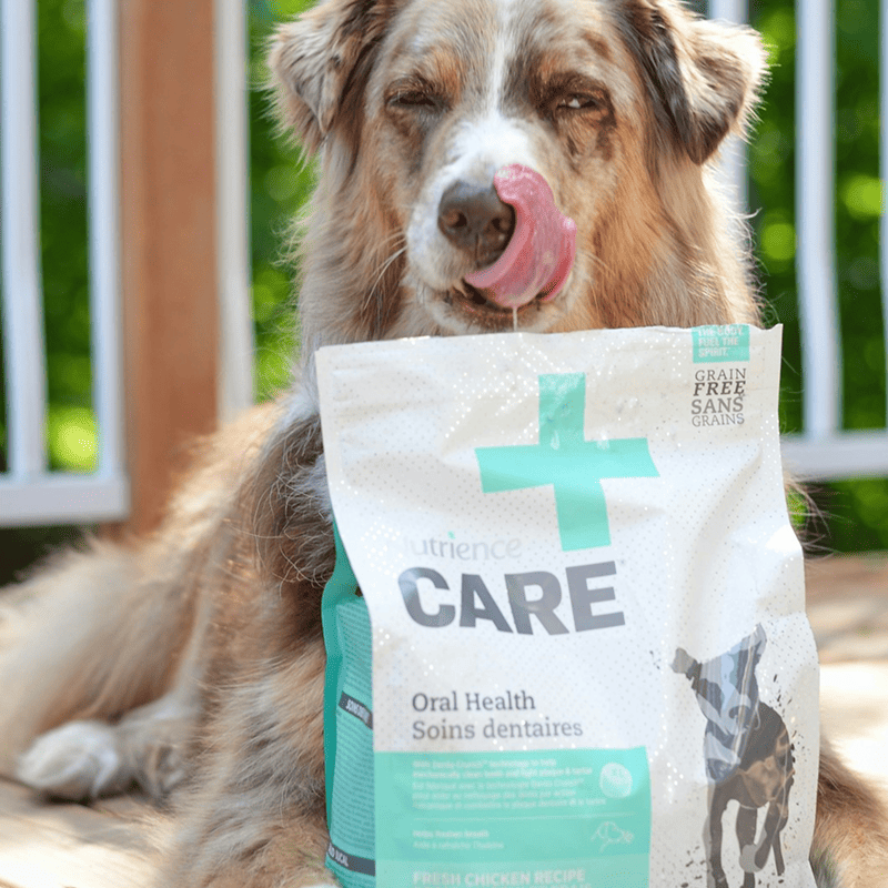 Grain-Free Salmon Recipe Dog Food