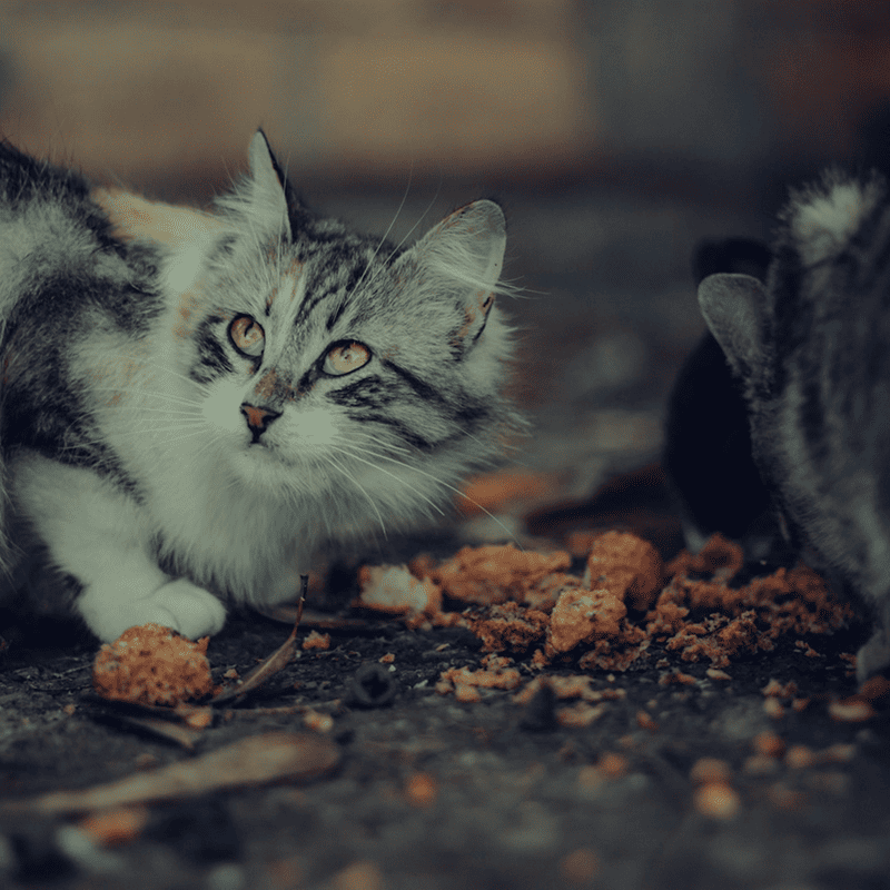 Grain-Free Duck & Turkey Cat Food (3kg)