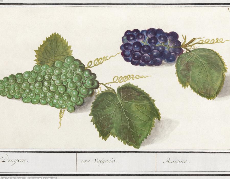 Fresh Grapes